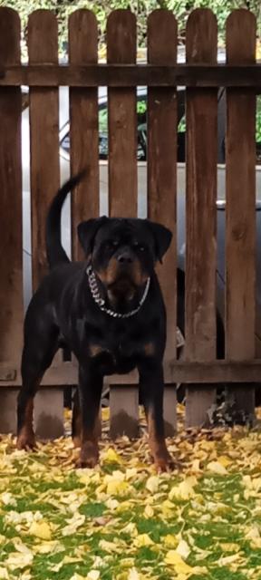 Deckanzeige Rottweiler  - Rassehunde Rottweiler - Bahlingen 