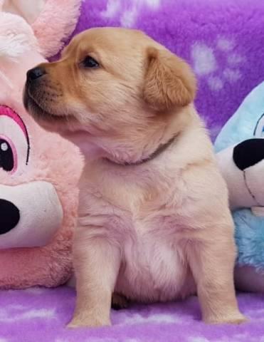 Super Schwarz Labrador Fox Red Welpe ist so intelligent - Rassehunde Labrador - Treis-Karden