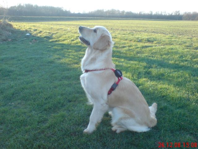  LANA  Golden-Redriver-Hündin sucht Rüden - Deckanzeigen - Giessen