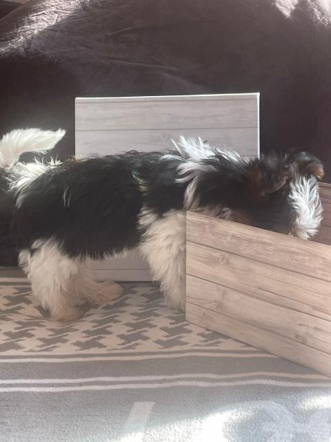 Süße kleine Rasselbande  - Rassehunde Terrier - Gerwisch