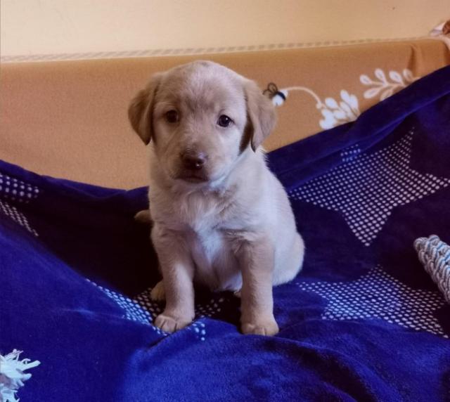 Super Labrador Welpe ist so intelligent - Rassehunde Labrador - Chemnitz
