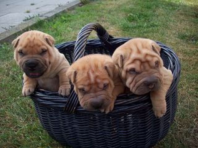 Shar Pei Welpen mit Papiere - Rassehunde Shar Pei - Bobitz