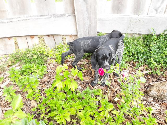 Deutsch Drahthaar Welpen - Rassehunde Weimaraner - Treuenbrietzen