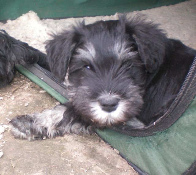 Zwergschnauzer schwarz silber - Rassehunde Zwergschnauzer - Geithain