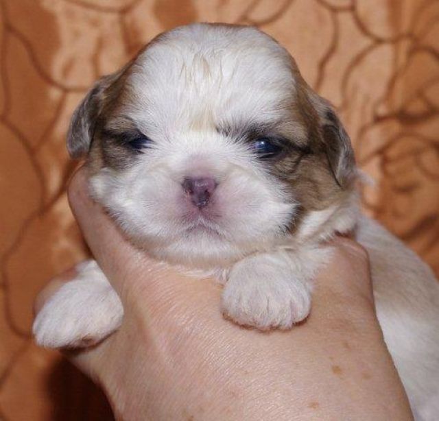 Zuckersüße - Typvolle Shih Tzu Babys - Rassehunde Shih Tzu - frankfurt