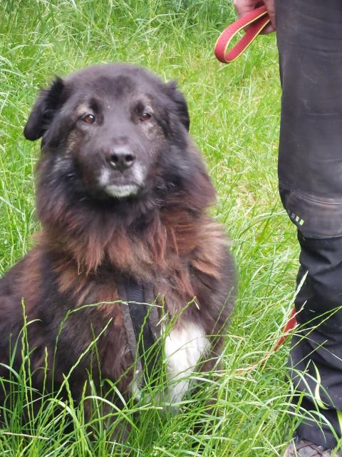 Rumänischer Rabenhirtenhund - Mischlinge -  Pressath
