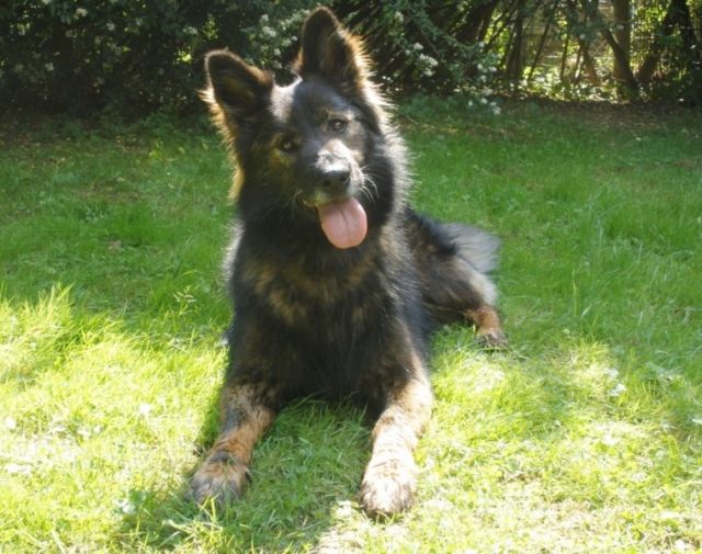 Drago sucht liebe geduldige + erfahrene Menschen - Rassehunde Schaeferhund - Stuttgart