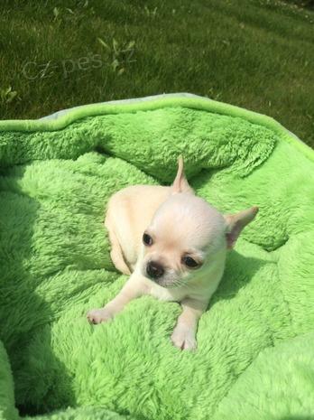 Wunderschöne-Chihuahua Welpe - Rassehunde Chihuahua - Emsdetten