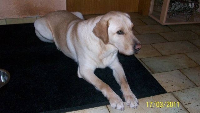 Labrador Retriver Rüde - Rassehunde Labrador - Lingen