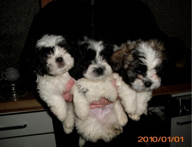 Jack Russell Terrier Hundin Hunde Kaufen Verkaufen Auf Quoka De