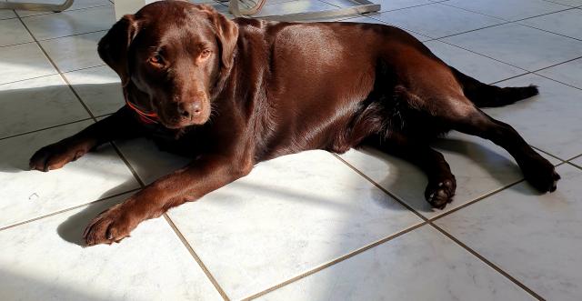 Wurfankündigung reinrassiger Labrador Retriever Welpen  - Rassehunde Labrador - Goldenstedt 