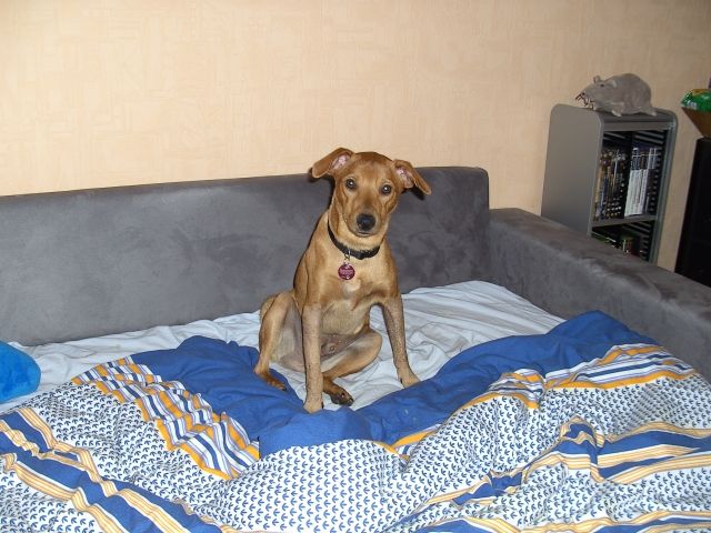 Süsser Mischlingsrüde (10 Monate) abzugeben - Mischlinge - Heinsberg