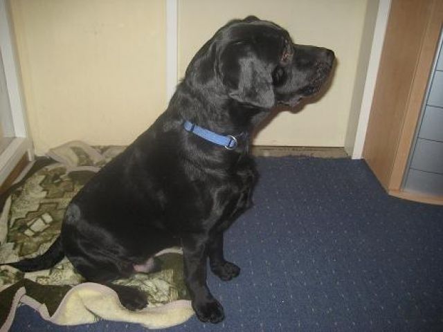 Labrador/ Schwarz Deckanzeige,... ( nicht zu verkaufen ) - Deckanzeigen - Mönchengladbach