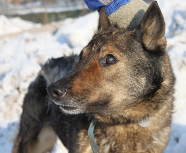 HOPE wird in Polen sterben, weil sie zu alt ist - Mischlinge - Heidelberg