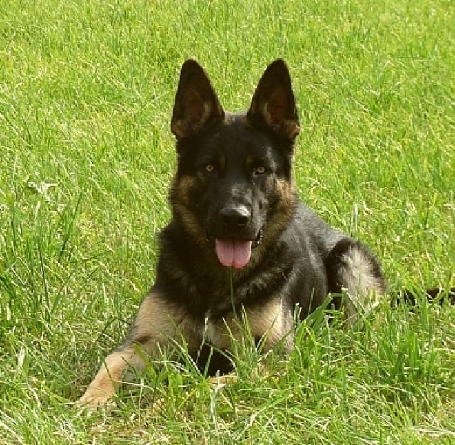 14 Monate alter sportlicher Schäferhundrüde abzugeben - Rassehunde Schaeferhund - Erzhausen