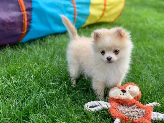 Charmant Pomeranian Spitz Welpen - Rassehunde Spitz - Frankfurt am Main, Stadt
