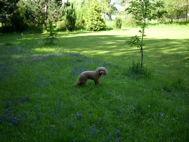 Liebevolle und familiäre Hundebetreuung an Wochenenden oder für Urlaubszeiten. - Hundesitter - Memmingen