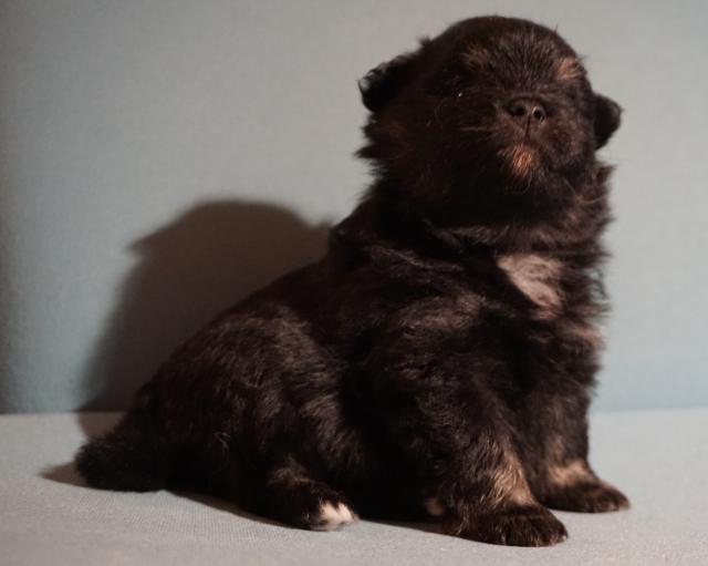 Zwergspitz Spitz Pomeranian Pom - Farbe: Black and Tan - Rassehunde Spitz - Kiel