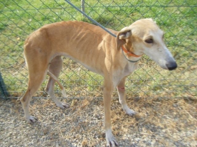 Galgos suchen dringend eine Pflegestelle   - Rassehunde Windhund - Buchholz