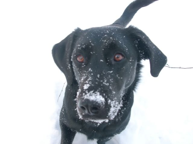 Labrador-Mix Hündin in allerbeste Hände abzugeben - Mischlinge - Greifswald