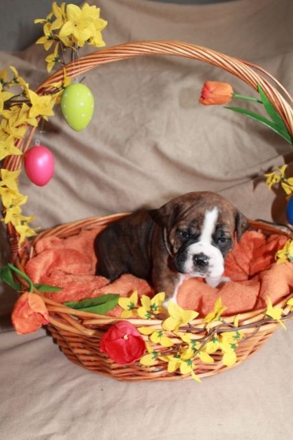 Bulldogge Welpen - Rassehunde Bulldog - Linz