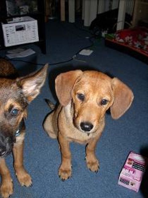 Welpe hündin 4 monate - Mischlinge - rotenburg