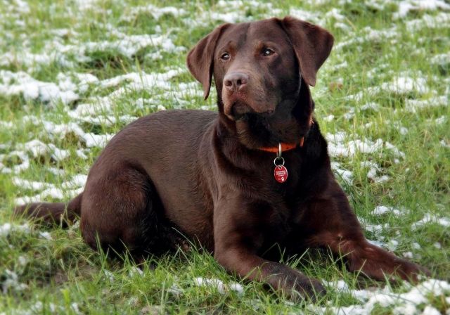 Sportlicher und Typvoller Labrador Deckrüde in chocolate - Deckanzeigen - Bergkamen