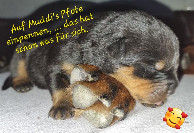 Rottweiler-Welpen mit ADRK- / VDH-Papieren abzugeben - Rassehunde Rottweiler - Schkopau