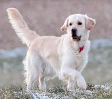 Reinrassige Golden Retriever Welpen  - Rassehunde Golden Retriever - Wallersheim