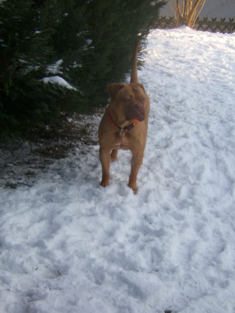 Bordeauxdogge weiblich 2 Jahre nicht sterilisiert - Rassehunde Bordeauxdoggen - Pocking
