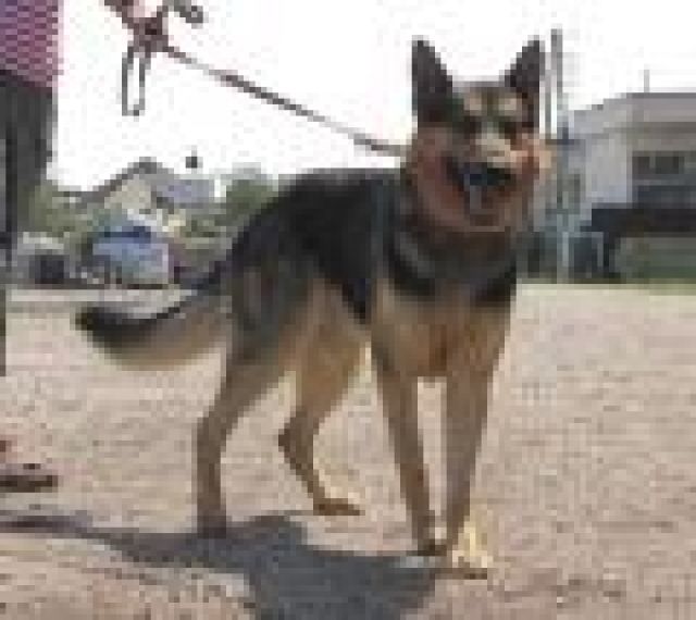 TINO 3J sitzt mit 300 HUnden in NITRA- wer schenkt ihm ein Zuhause - Rassehunde Schaeferhund - Heidelberg