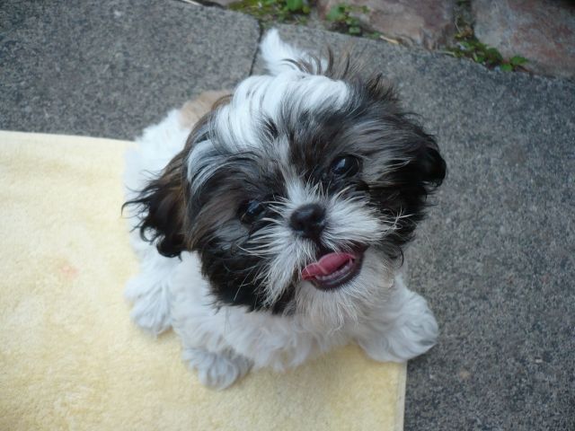 Shi Tzu Dame sucht Shi Tzu Deckrüden für das Jahr 2010 - Deckanzeigen - Stolberg