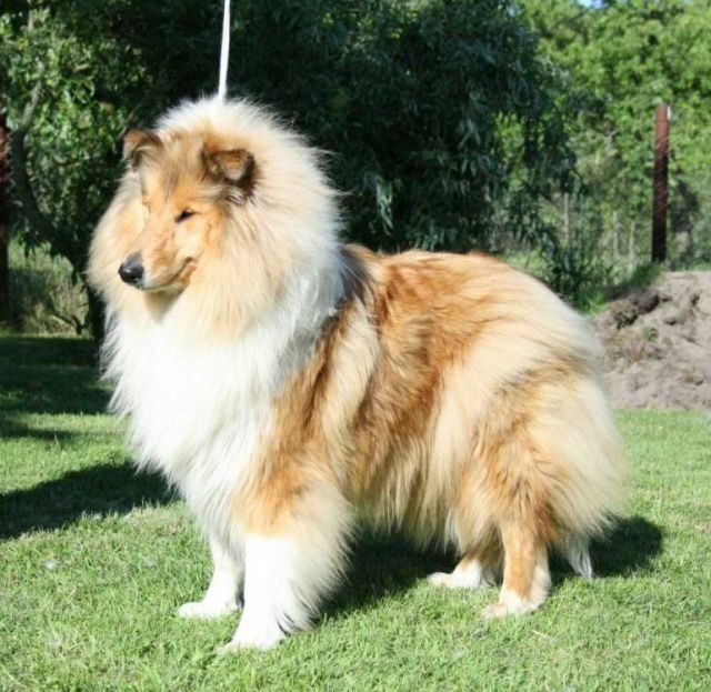 Collies vom Aggergrund -Welpen mit VDH-Papieren vom Züchter     - Rassehunde Collie - Reichshof