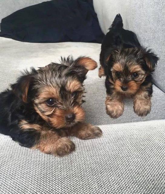 Yorkshire Terrier Steel Blue Welpen - Rassehunde Terrier - Dresden