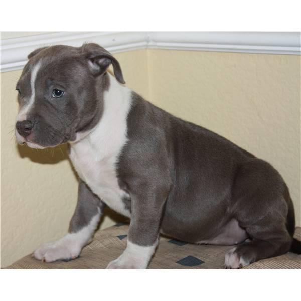 America Pit Bull Terrier - Rassehunde Pit Bull - Dietzenbach