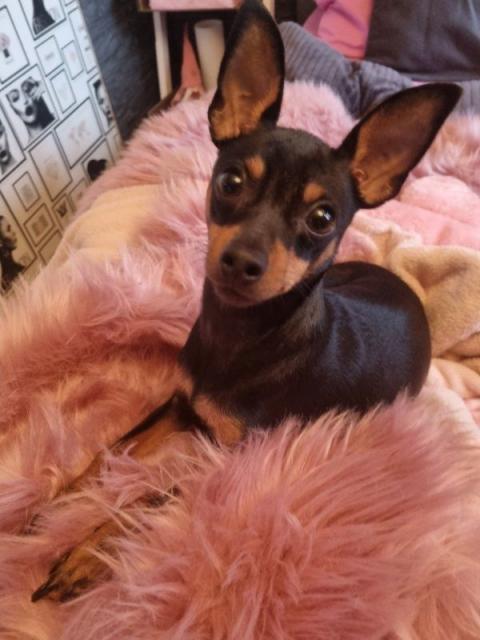 Zwergpinscher deckrüde - Deckanzeigen - Detmold