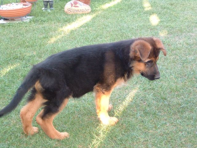 Schäferhundwelpen mit Papieren abzugeben - Rassehunde Schaeferhund - Stendal