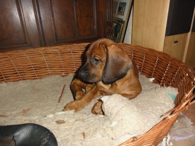 HS-Welpen mit Papieren abzugeben - Rassehunde Bayerischer Gebirgsschweisshund - Niederneisen
