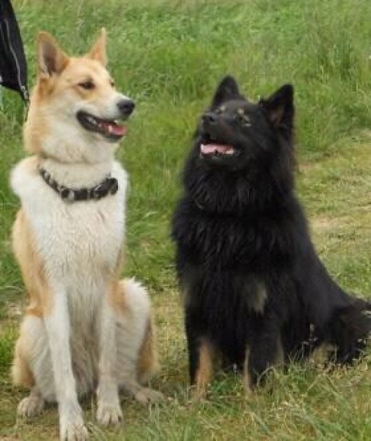 Hundesitter gesucht - Hundesitter - Köln