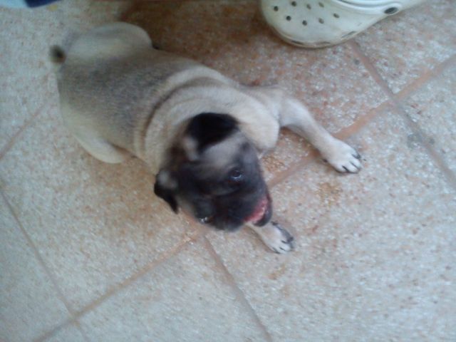 Mops(hündin) - Rassehunde Mops - Aschersleben