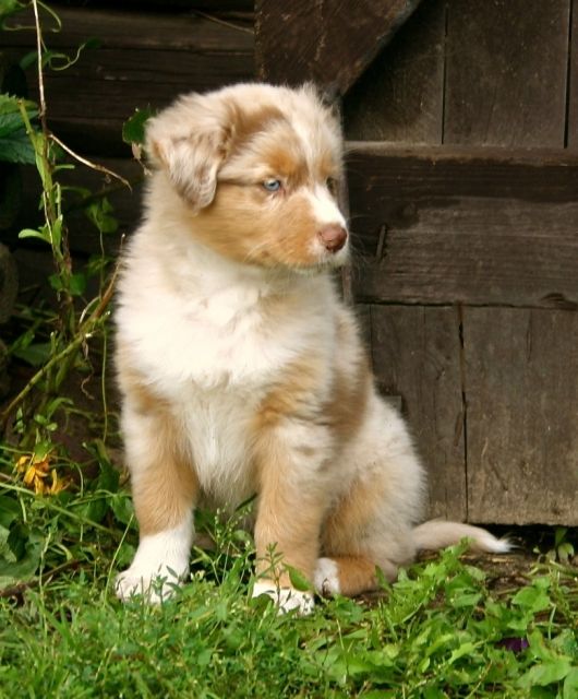 Ich bin noch auf der suche nach meiner Traumfamilie - Rassehunde Australian Shepherd - Werneuchen