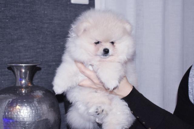 Charmant Sehr verspielt Pomeranian Spitz Welpen - Rassehunde Spitz - Hannover