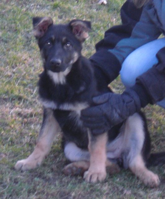 3 Monate alte Schäferhündin - Rassehunde Schaeferhund - Passau