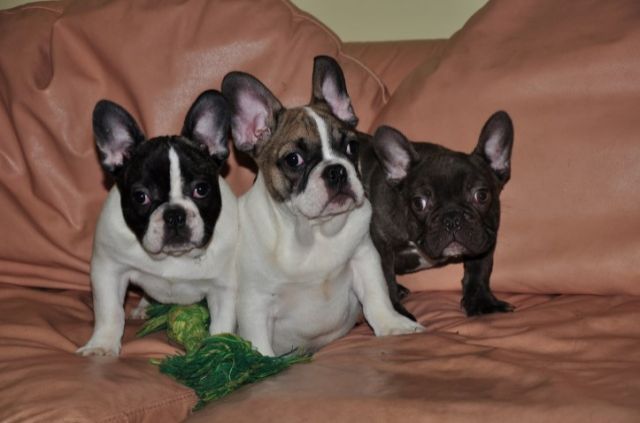  Französische Bulldoggen Welpen - Rassehunde Franzoesische Bulldogge -  Ueckermünde 