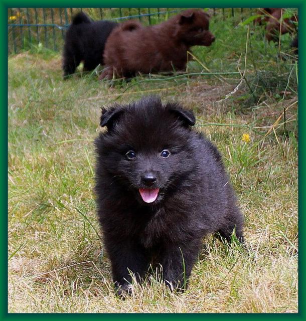 Großspitzrüdebwelpen scgwarz - Rassehunde Spitz - Rodalben