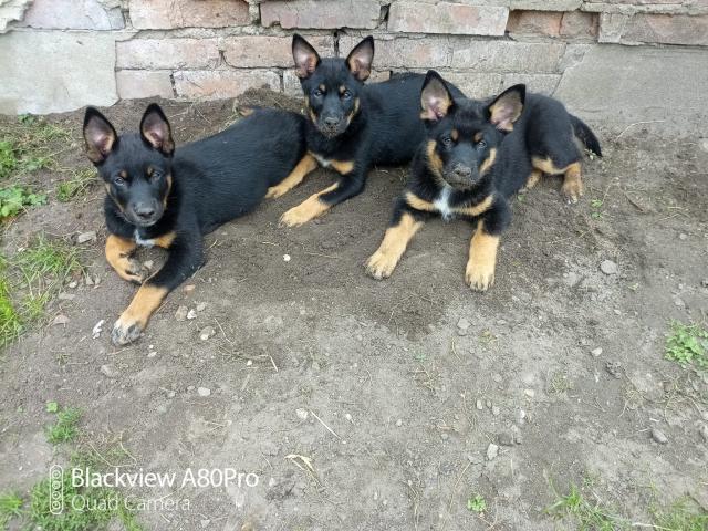 Australien Cattle Dog x Australien Kelpie Welpen Mischlinge  - Mischlinge - Gladigau