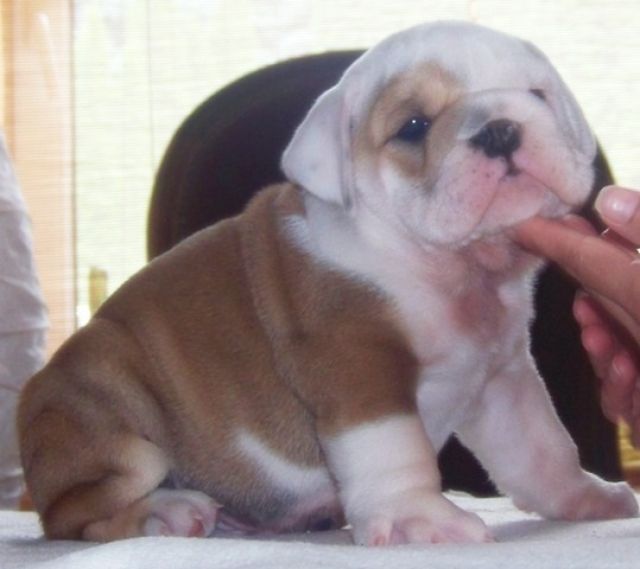 Englische Bulldogge Welpen - Rassehunde Bulldog - Graz