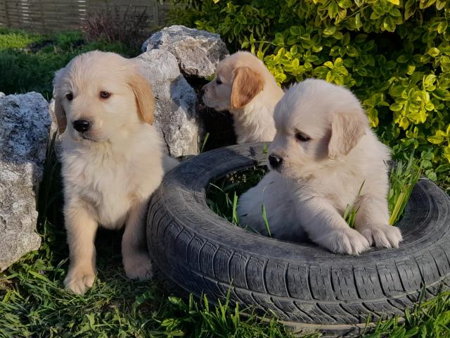 Golden Retriever Welpen abzugeben - Rassehunde Golden Retriever - 63225 Langen (Hessen)