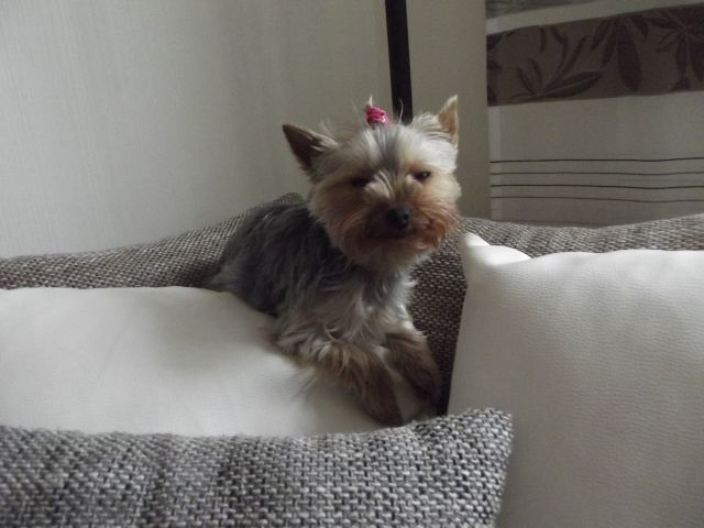 Sally sucht einen rüden - Deckanzeigen - bottrop