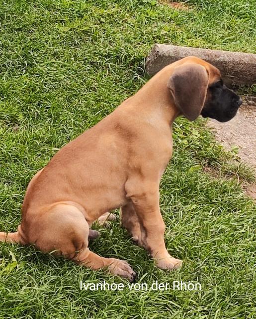 Deutsche Doggen von der Rhön Welpen  - Rassehunde Dogge - Bad Brückenau